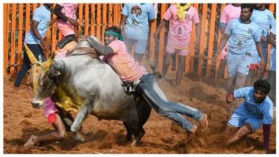 Jallikattu: तमिलनाडु में जल्लीकट्टू शुरू; पहले दिन सींग लगने से एक की मौत, 10 घायल